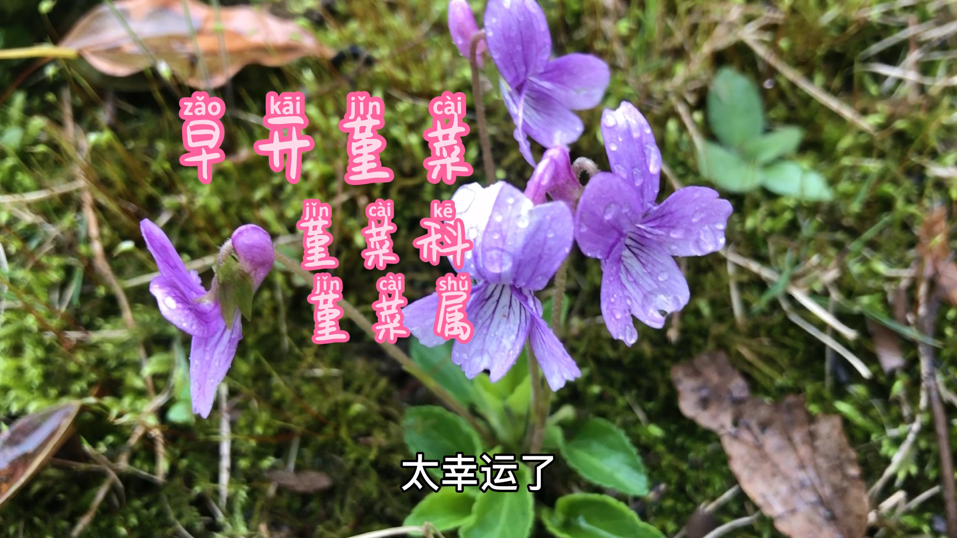 #春日野餐好去处#早开堇菜和紫花地丁很像,来区分一下吧!