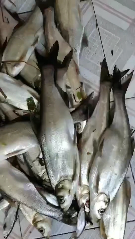 你离这之差一把电子鱼竿?