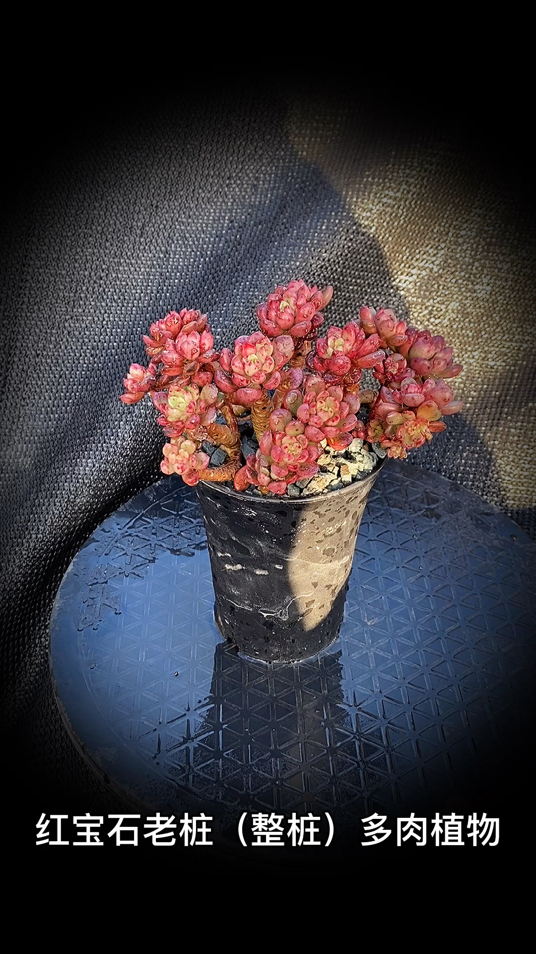 #有一种可爱叫多肉!#红宝石老桩(整桩)多肉植物:是景天属和拟石莲花属杂交的多肉植物。