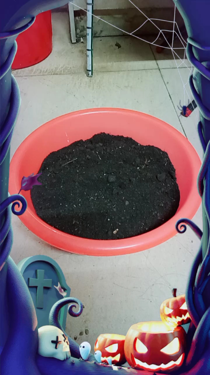 刚刚种下空心菜种子,看看多久长出来
