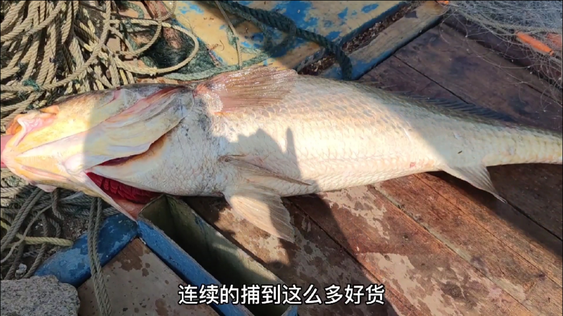 #赶海户外#渔民出海撞到45斤大货,鱼肚子里藏着价值上万的宝贝,老板们都抢着收购(三)
