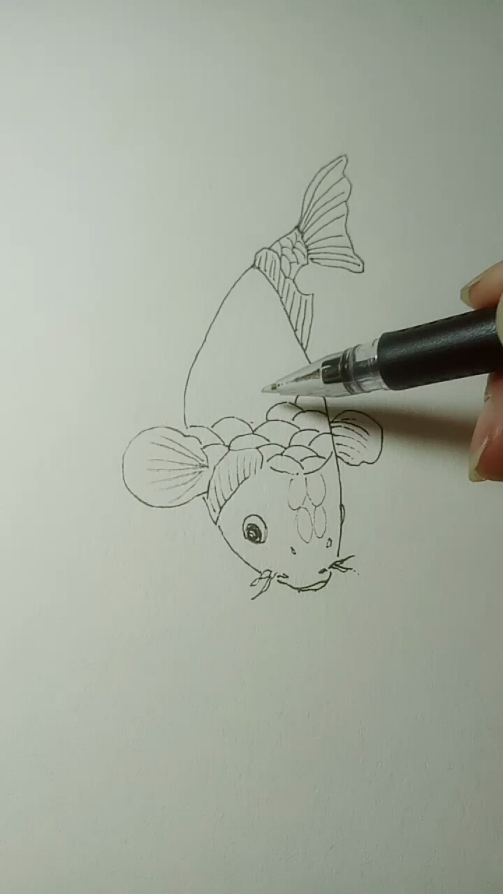 鲤鱼简单画法教程