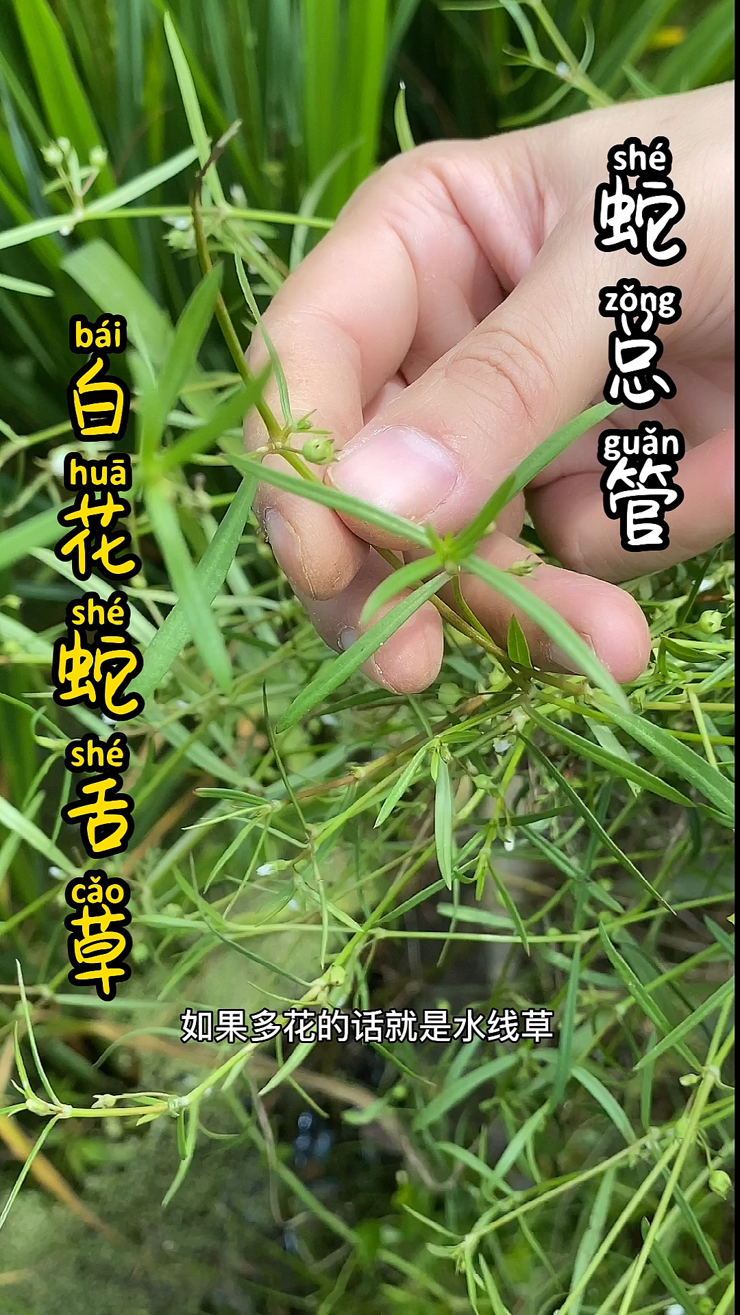 #植物#单花的才是白花蛇舌草,别采错喔