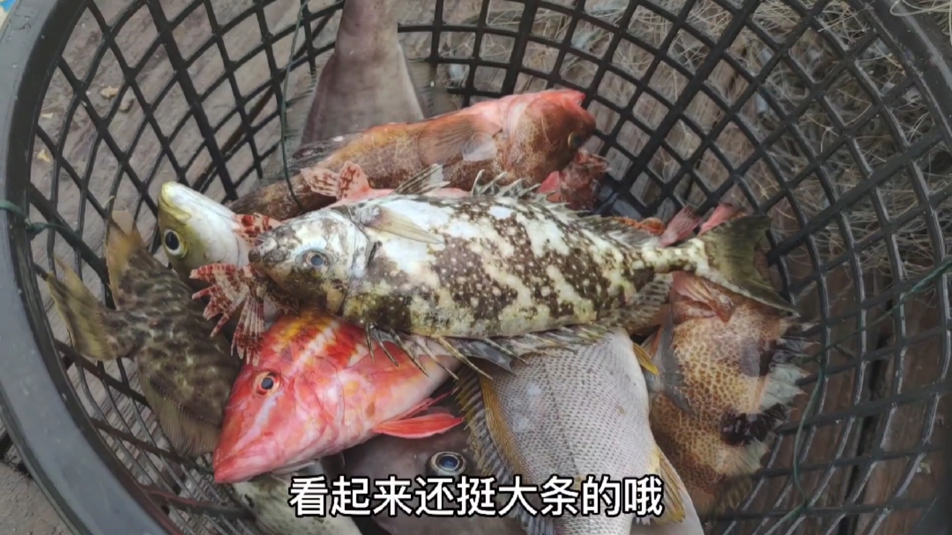 #轻知计划#禁海捕鱼前的最后一早上,渔获种类繁多,连石斑鱼都来了两种(三)