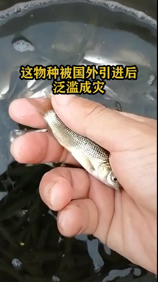 这物种被国外引进后泛滥成灾。