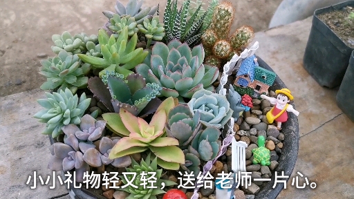 教师节,多肉拼盆送给老师的礼物。小小礼物轻又轻,送给老师一片心。祝:所有老师,节