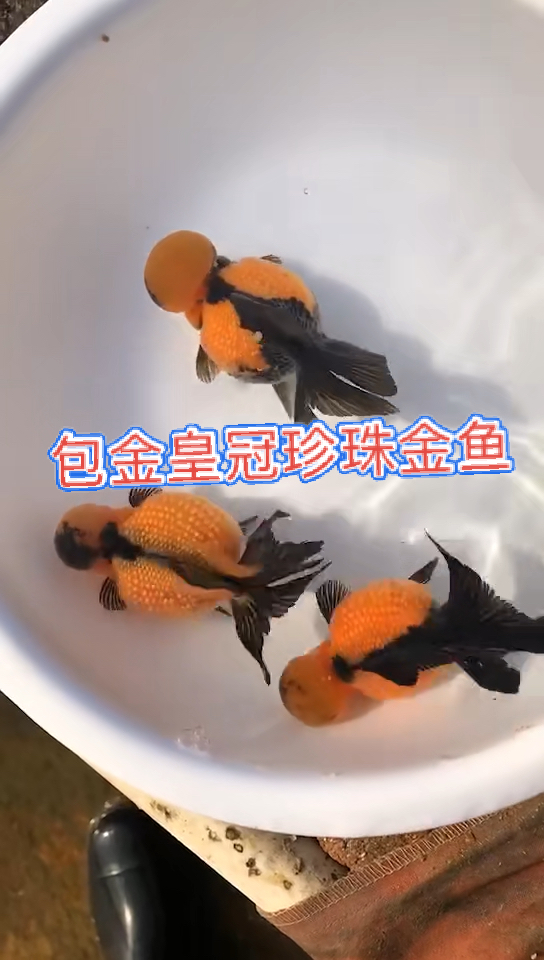 #金鱼#包金皇冠珍珠金鱼。胖妞妞的可爱。有看上的嘛