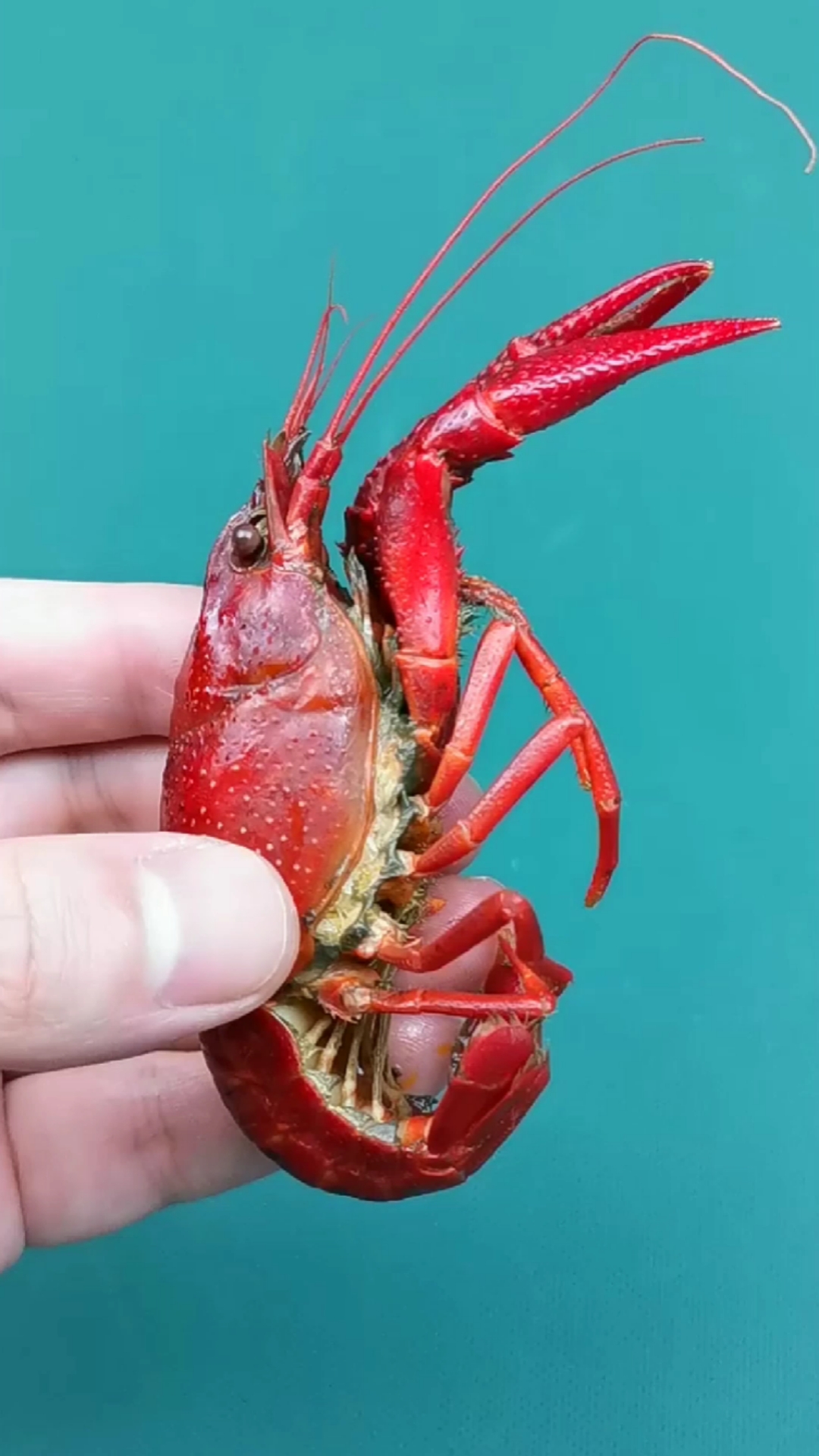 #小龙虾#小龙虾的这些部位千万不要吃