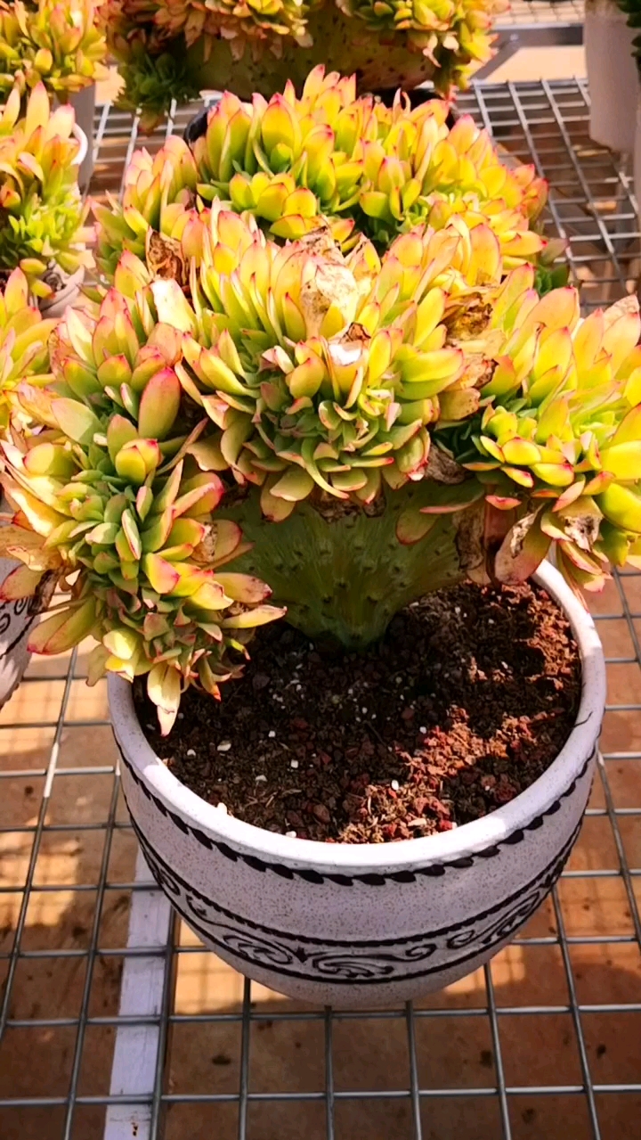 #多肉植物#论多肉控养的重要性,柠檬卷缀化也控养成了果冻色!