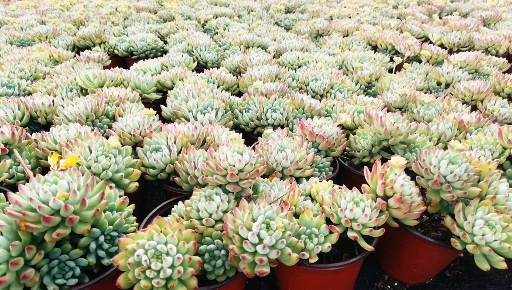 #多肉植物蓝精灵#又名蓝苹果种植养护方法