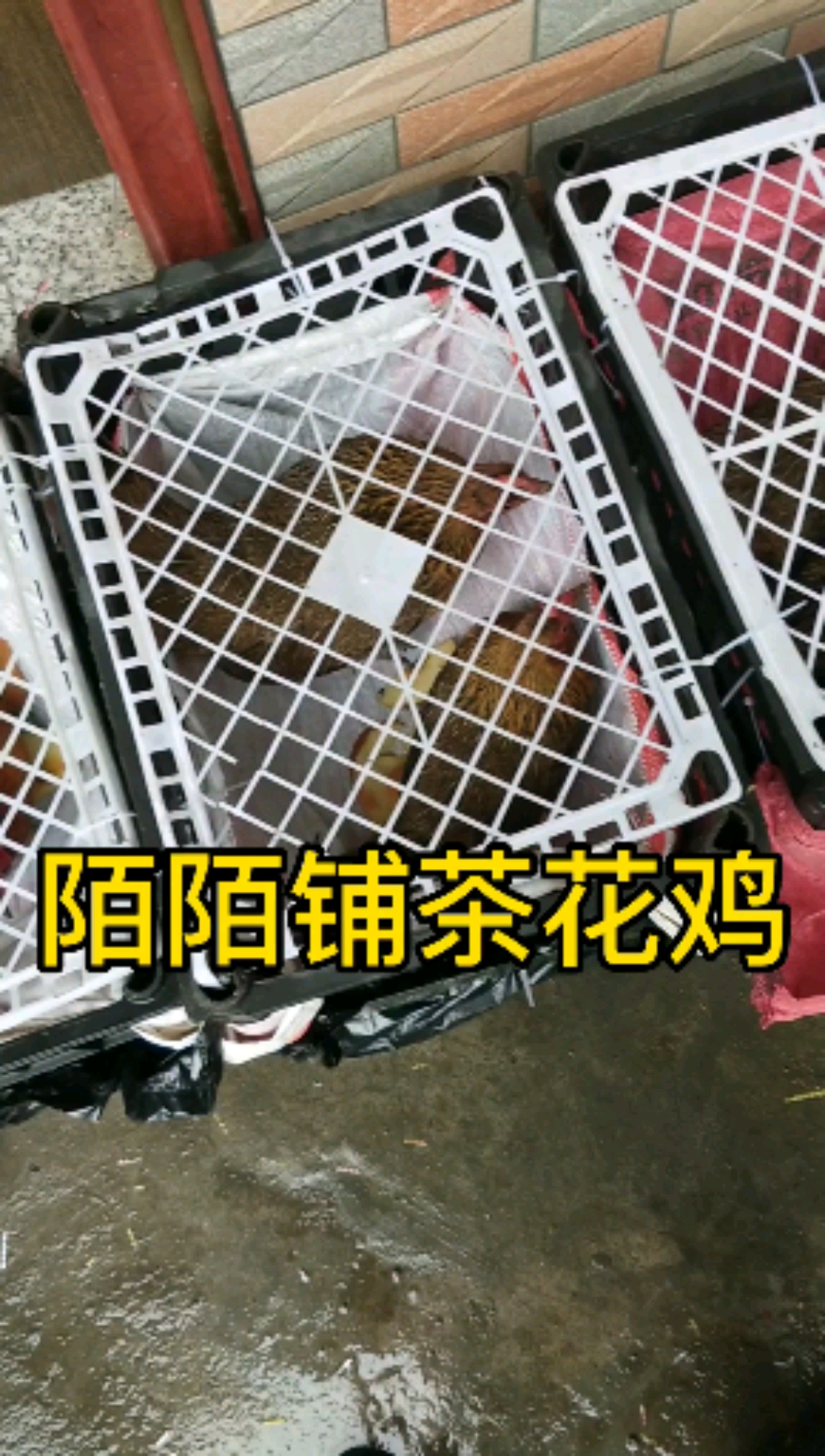 #大公鸡#一只高颜值鸡王,四只母鸡已给兄弟们安排!