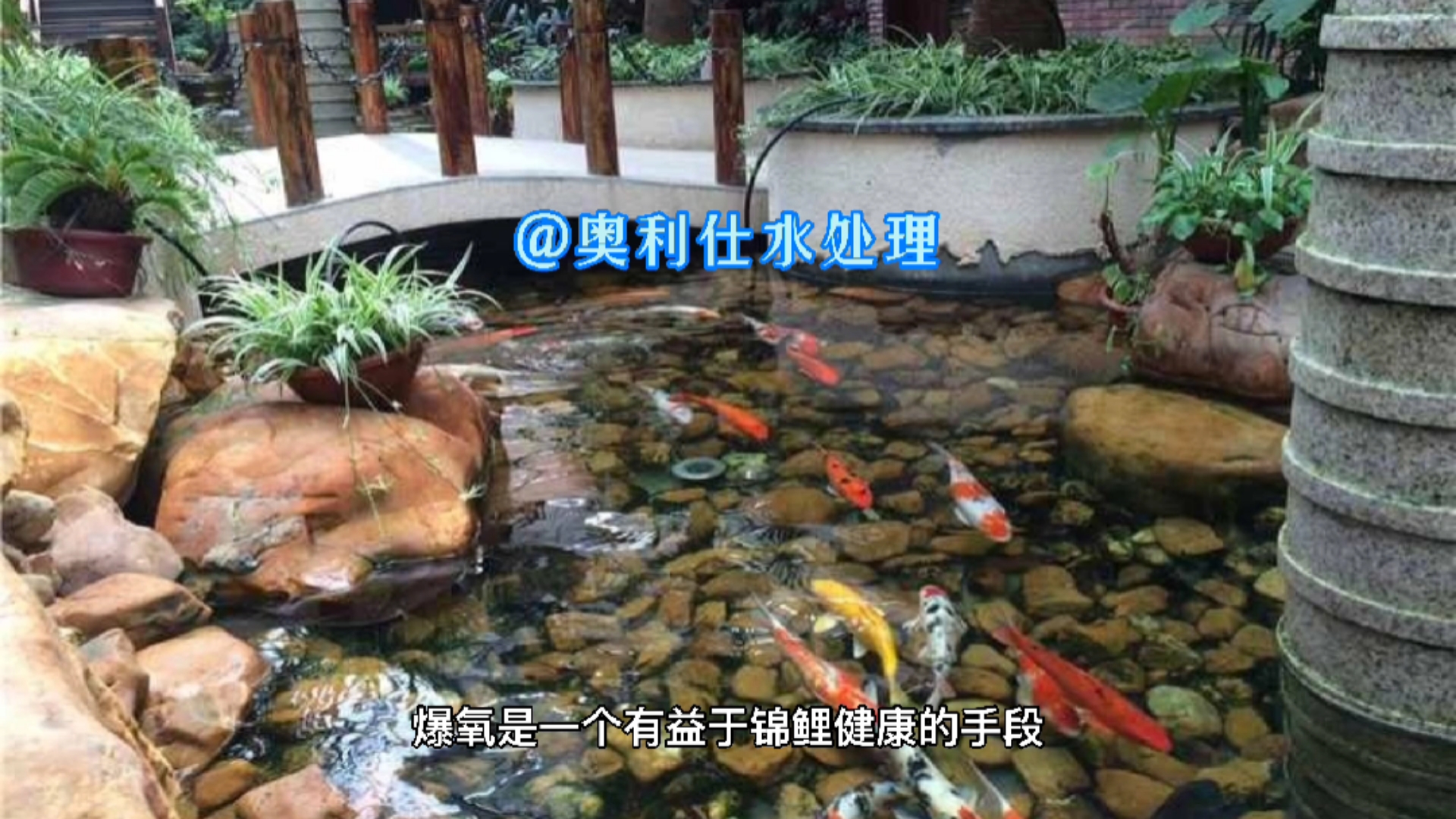 锦鲤爆氧的好处和弊端
