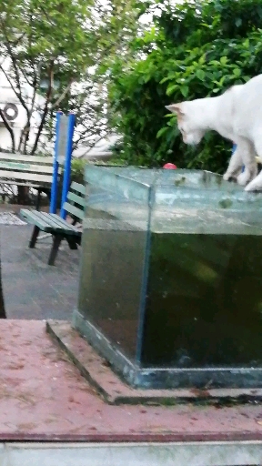 #猫咪的世界#'小猫抓鱼'