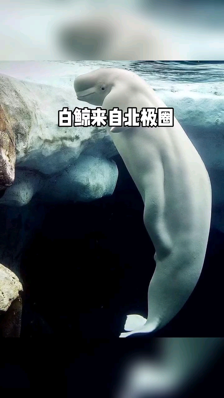 #鲸鱼#希望水族馆的精灵们都能回到自己的家乡,拒绝观看动物表演#白鲸#海洋生物