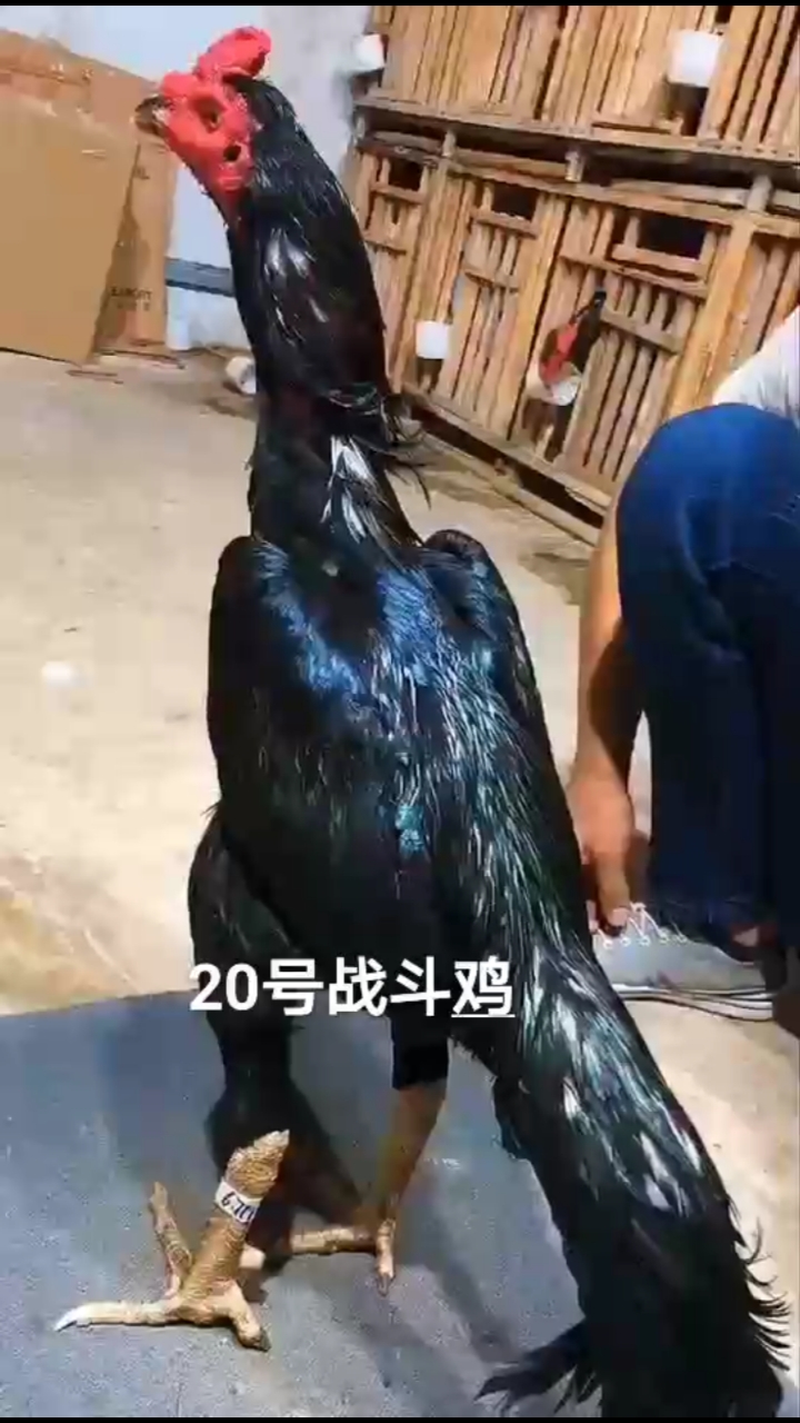 #优秀如我#纯种纯血越南鬼子鸡大骨架高质量有喜欢的朋友记得给个关注留言