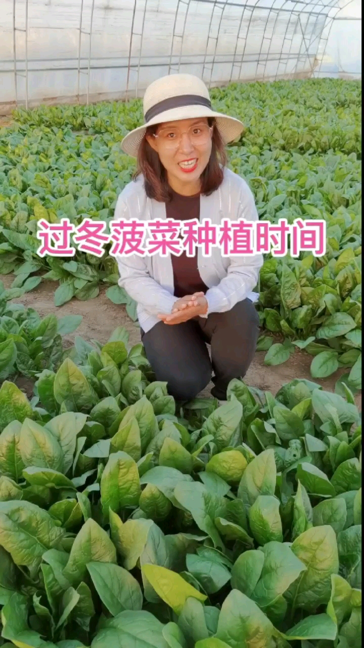 过冬菠菜种植时间