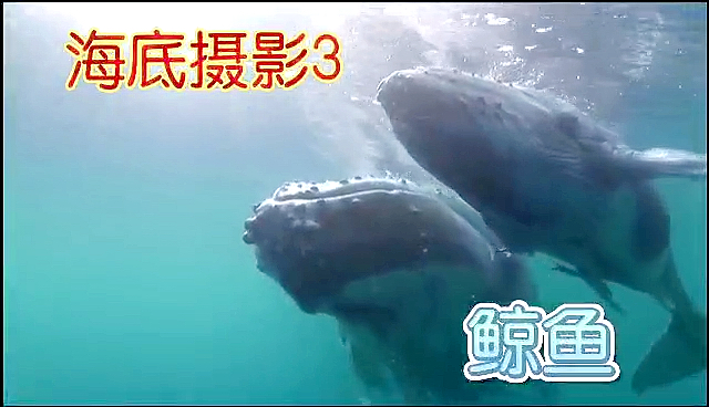 #鲸鱼#海底摄影，鲸鱼