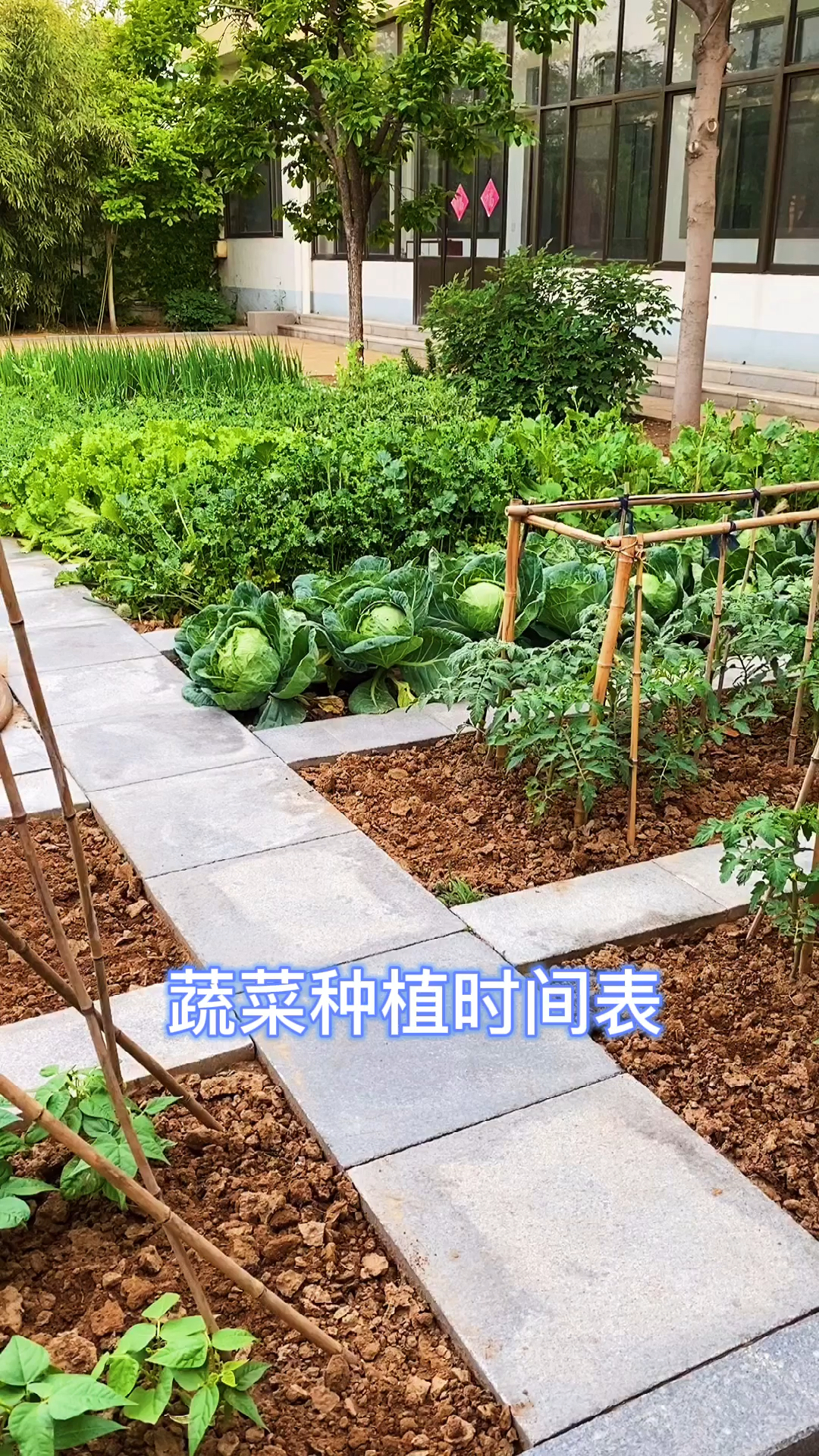 蔬菜种植时间表,值得收藏