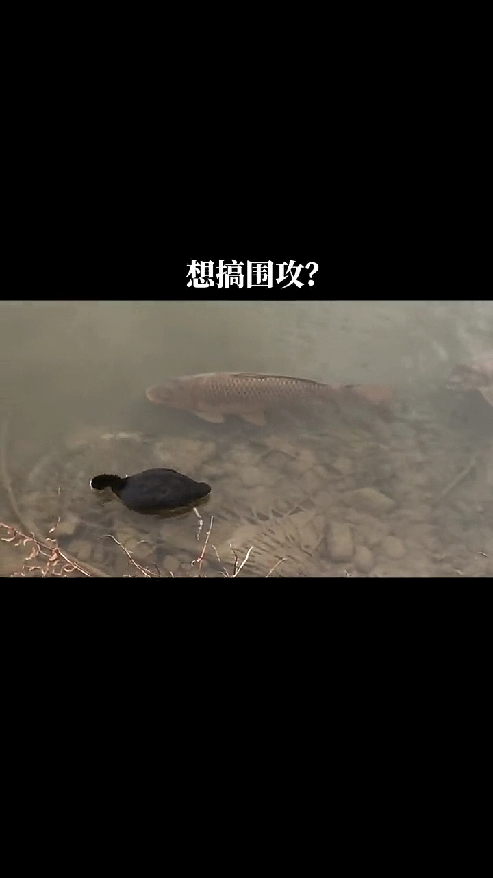 鱼儿应该是等着鸭子拉屎吧