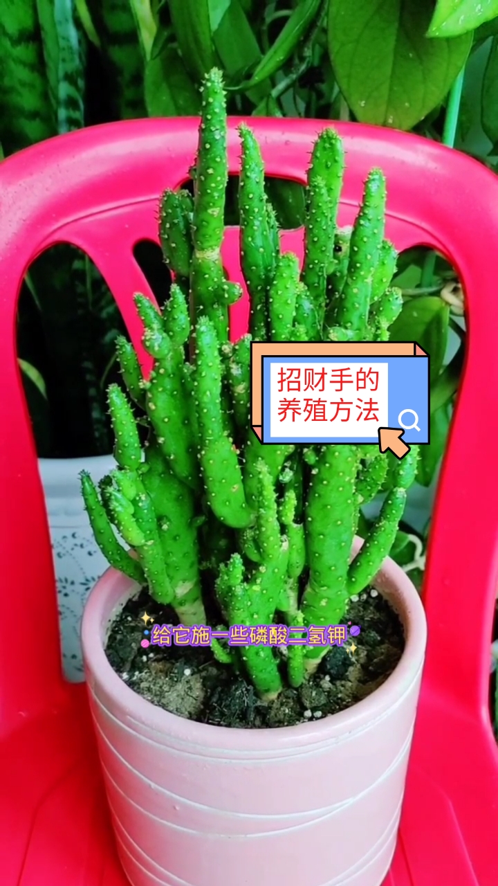 #养花#招财手的养殖方法