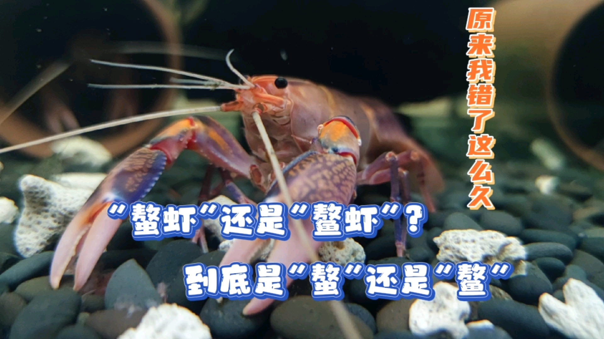 #记录生活#鳌虾？到底是“螯”还是“鳌”？火山破坏者螯虾合缸成功