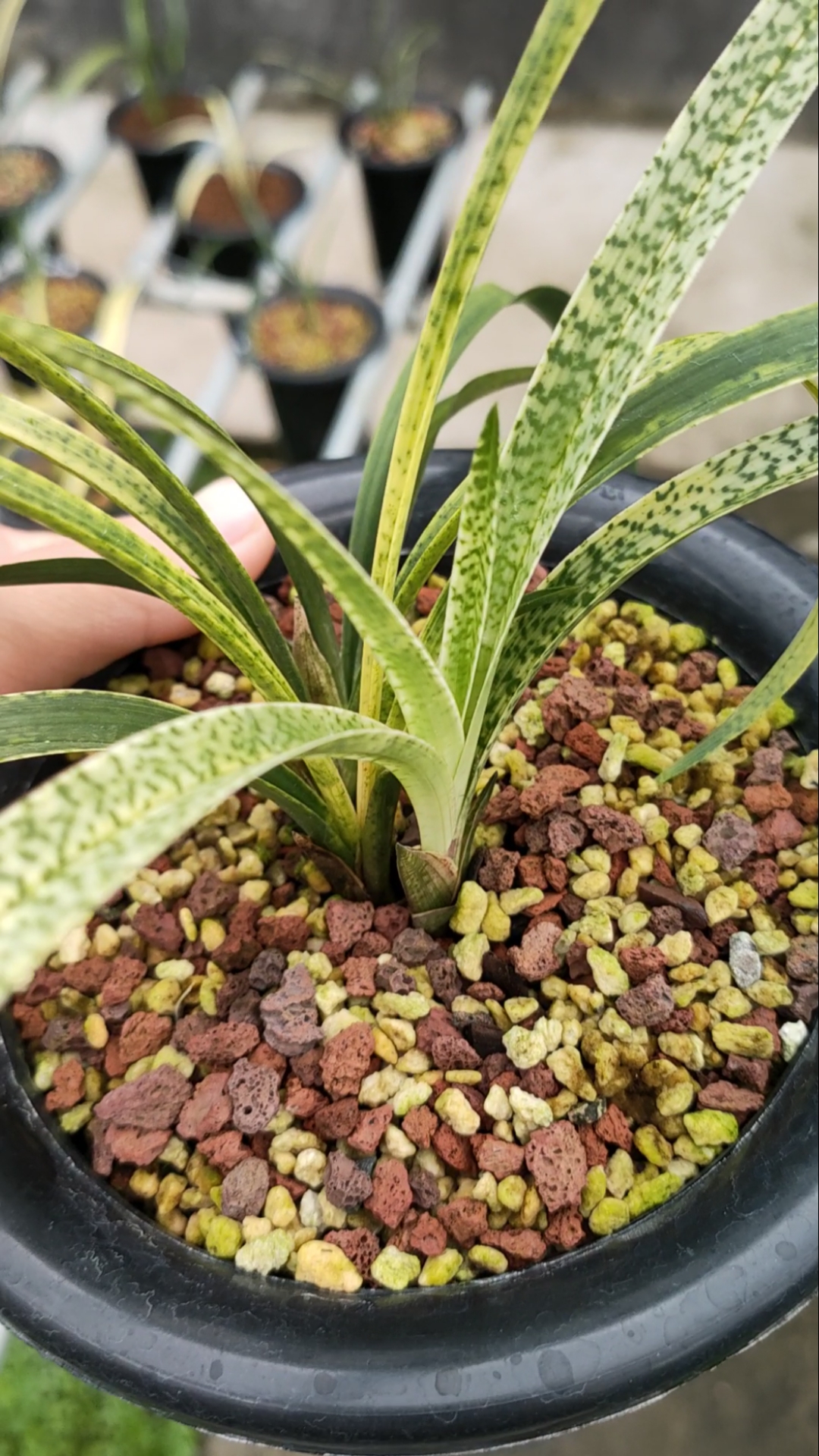 春兰吻仔鱼精品蛇皮斑高质量的苗子