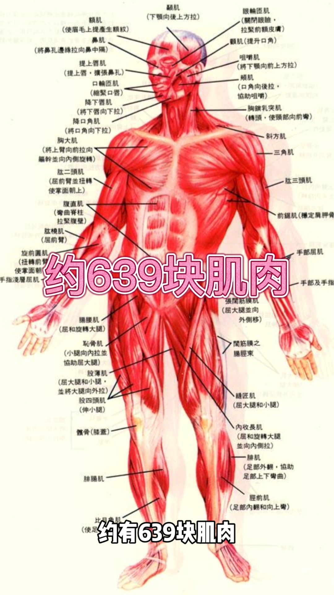 #独树一知##好知识#人体的肌肉结构?