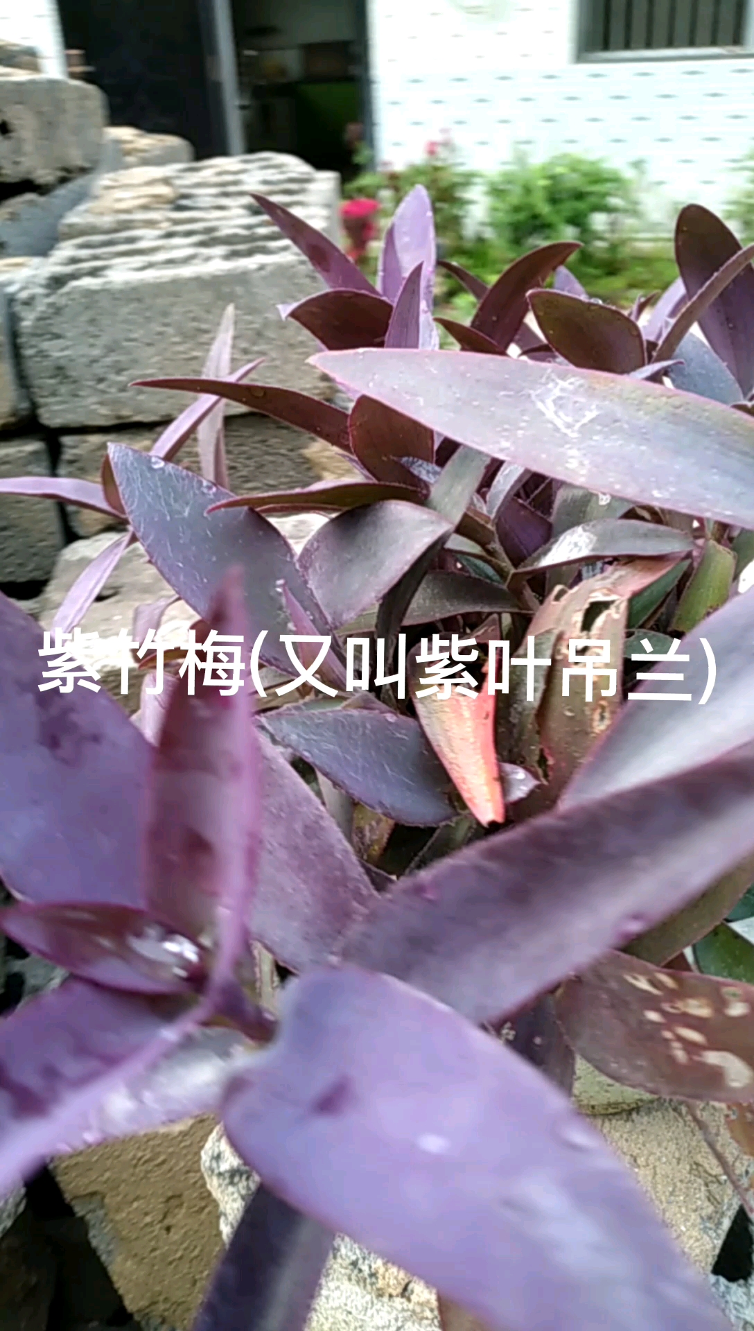 紫竹梅