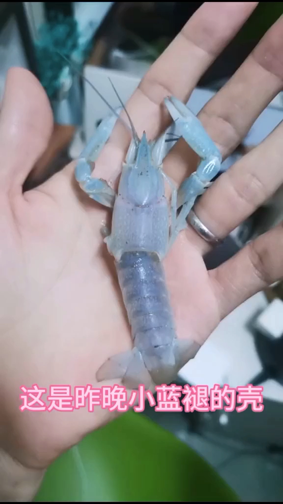 #创意手工DIY#一只小龙虾一生会褪大概12次壳,理论上养一只小龙虾我就可以拥有13个壳,