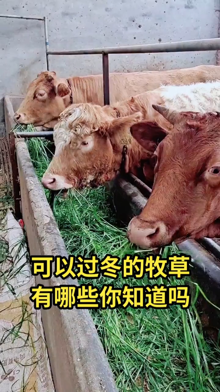 #高产牧草种子#牧草养殖过冬牧草黑麦草紫花苜蓿草菊苣草俄罗斯饲料菜等！