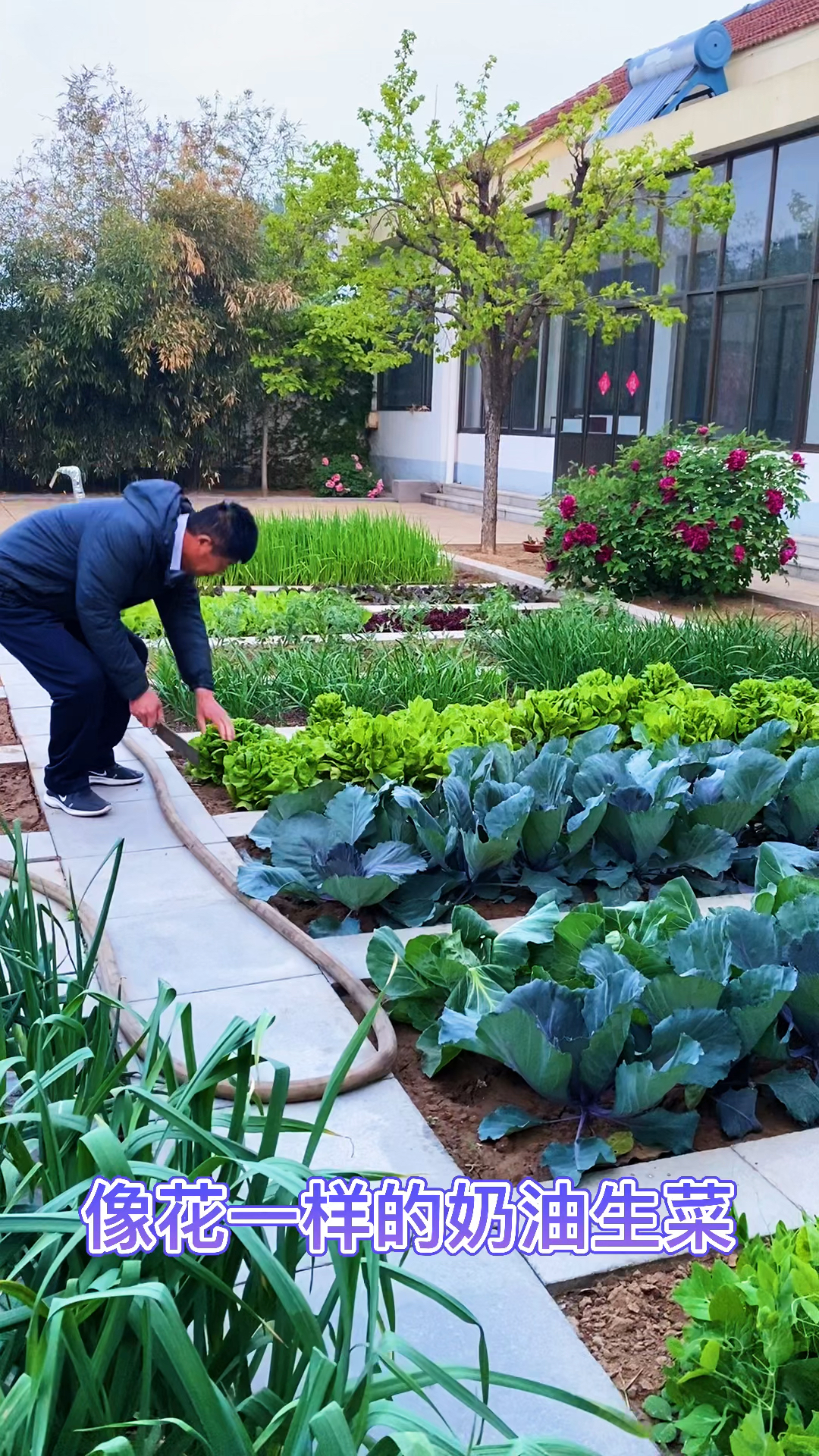 奶油生菜长的像花一样,口感细腻柔软,特别好吃