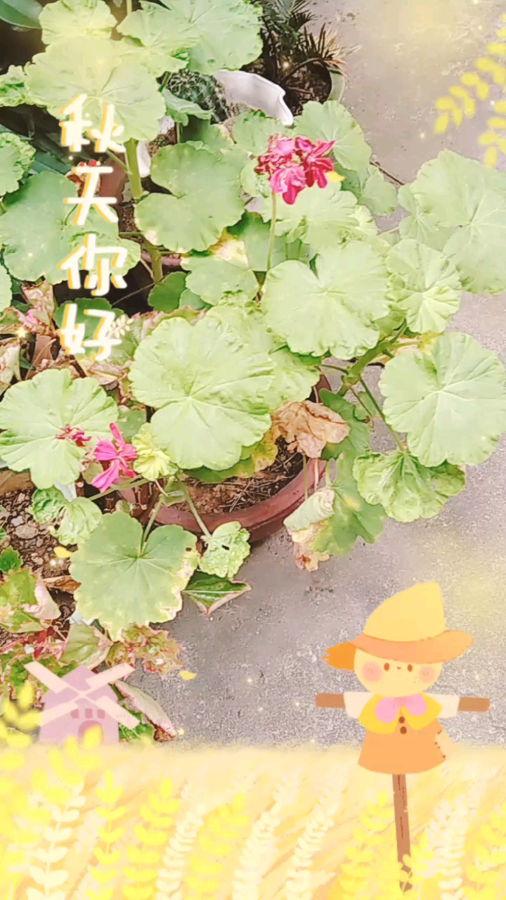 #你好秋天#请欣赏我家的小花草