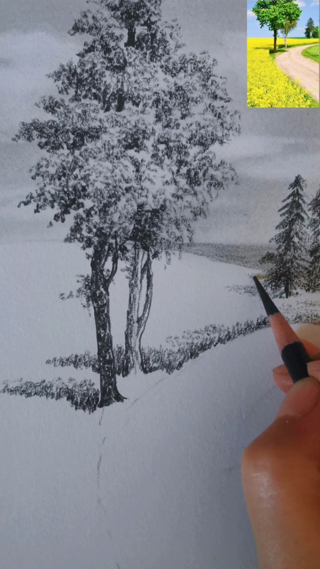 #画画#一分钟教费你画油菜花花海。