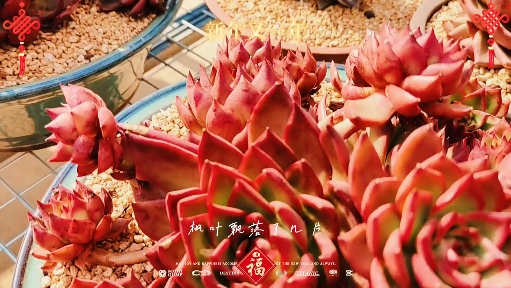 #多肉植物#红色多肉之虎年大吉,看到的花友会更红火!