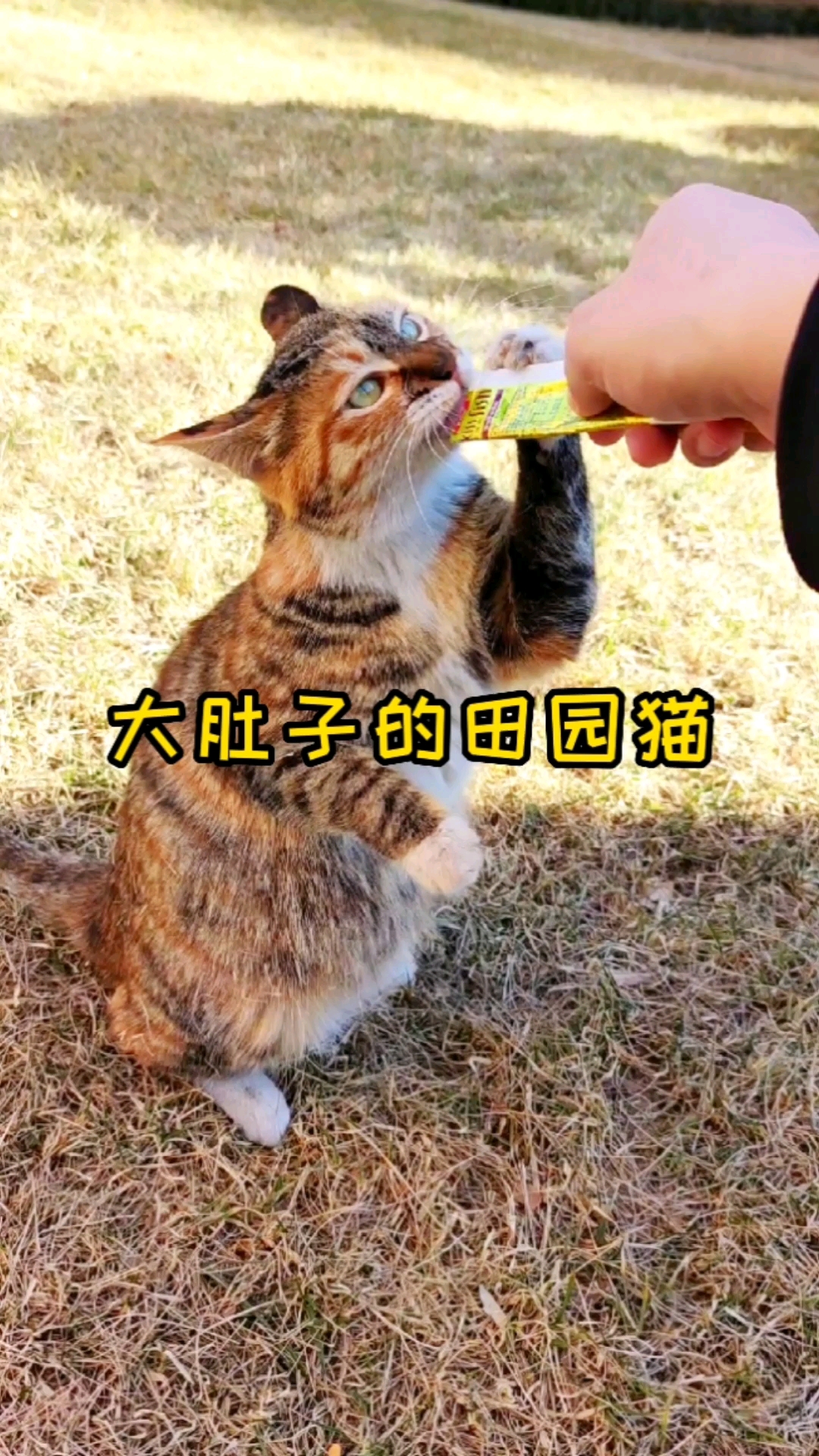 #猫咪日记#我也不确定是怀孕还是传腹,反正补充营养准没错