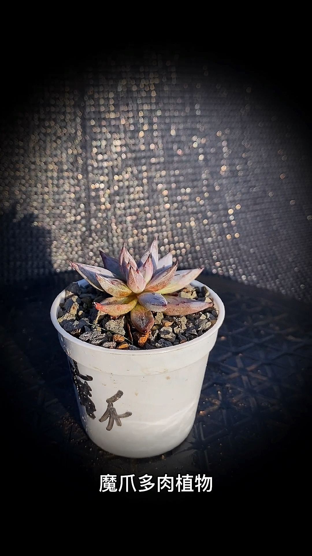 #有一种可爱叫多肉!#魔爪多肉植物:为景天科拟石莲花属的多肉植物。