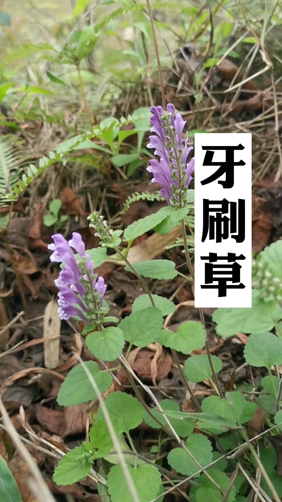 鱼骨菜,你们那土话叫它什么?