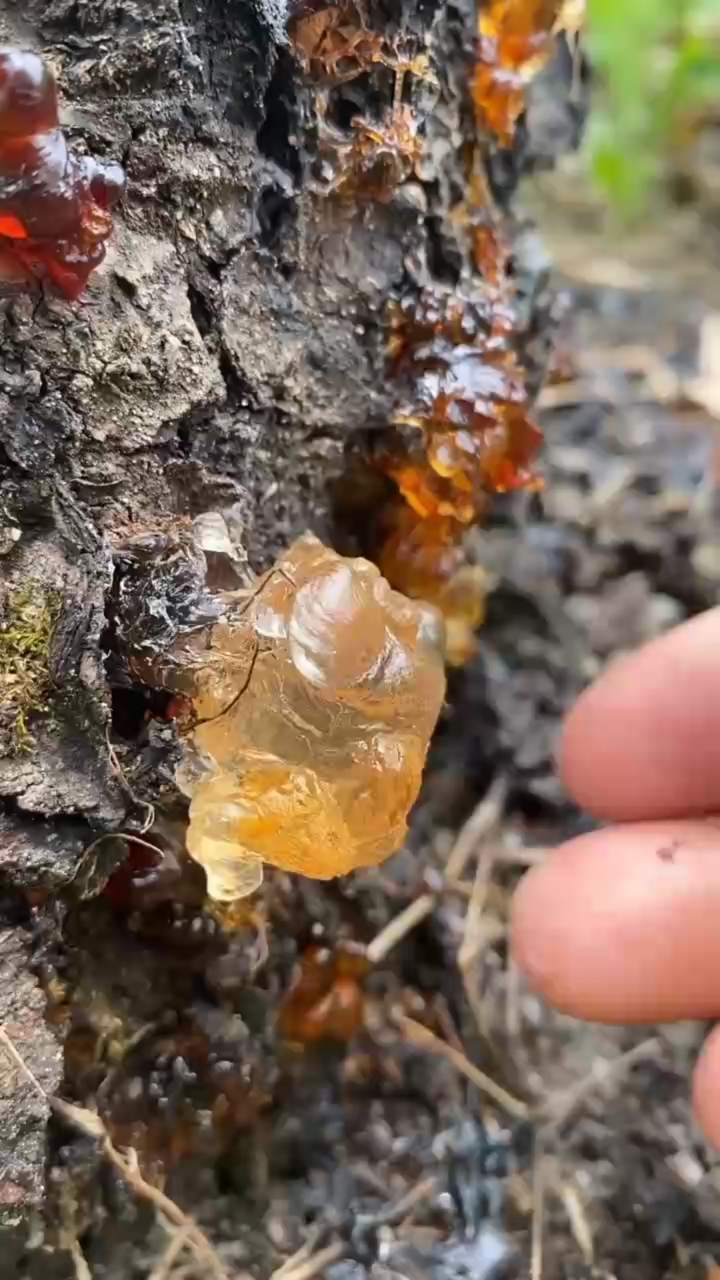 桃胶银耳汤的做法