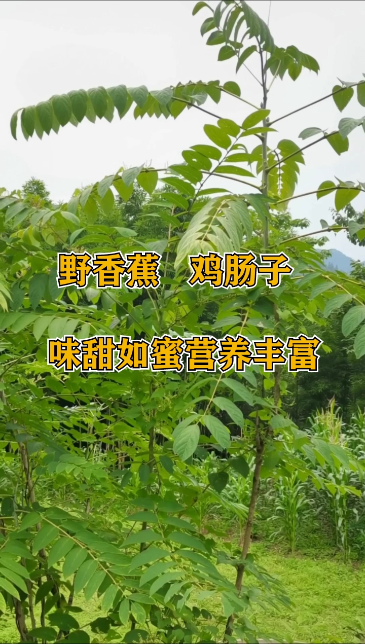 #家乡特色美食#野香蕉,又名鸡肠子、猫儿屎等,属直立灌木,其果实味甜如蜜、营养价值十分丰富