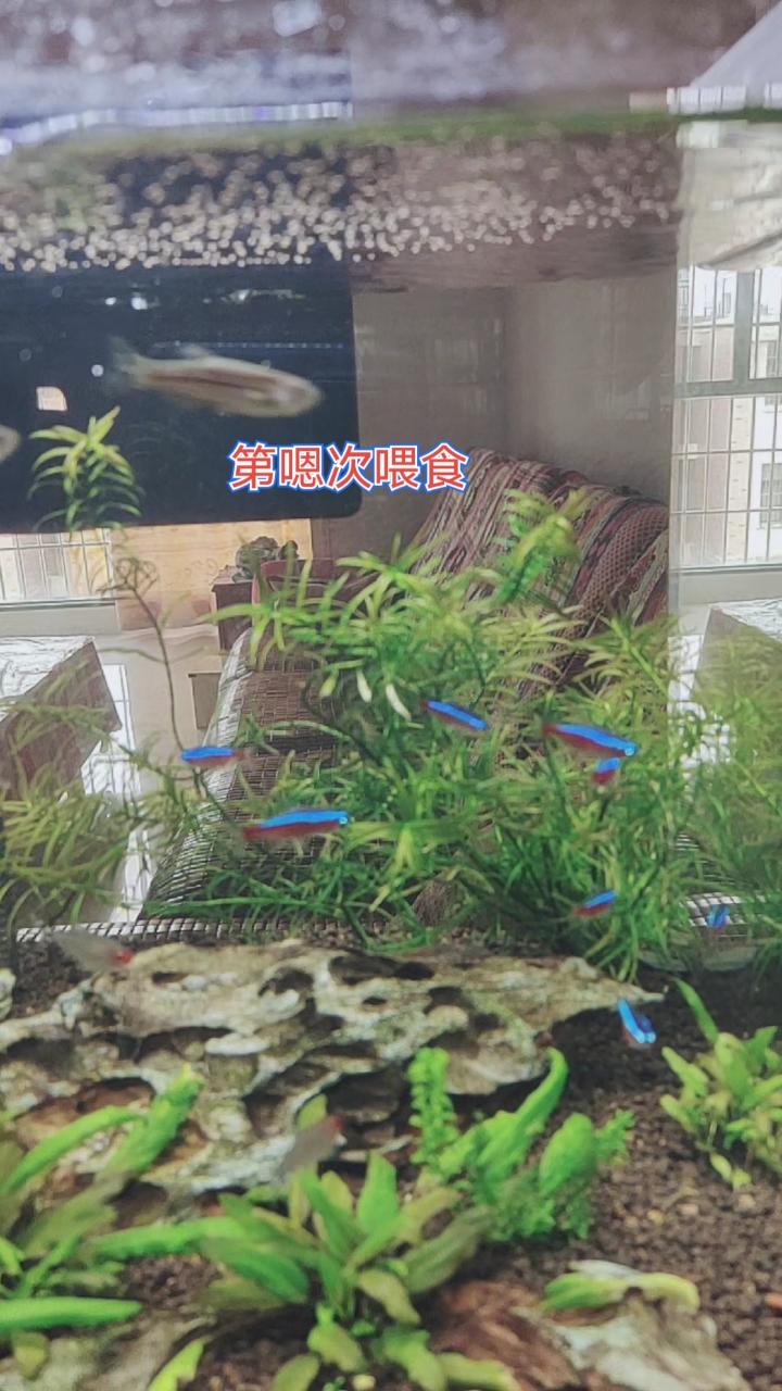 热带灯鱼特别爱吃,每次都一扫而光。