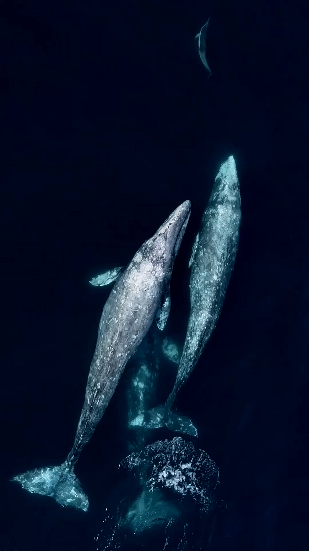 #海洋鲸鱼#灰鲸群追逐海豚