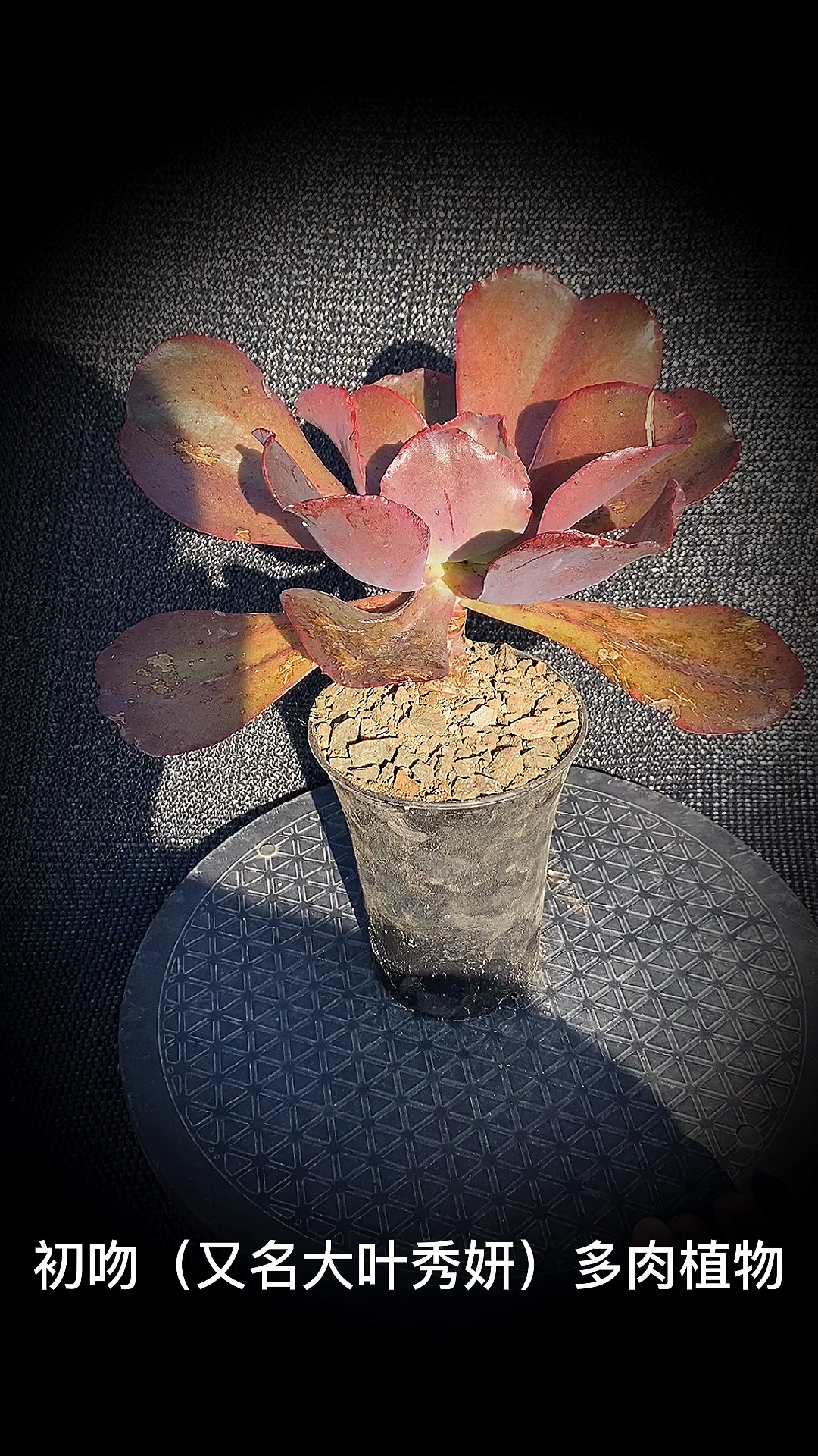 #有一种可爱叫多肉!#初吻(又名大叶秀妍)多肉植物:是景天科拟石莲花属的多肉植物。