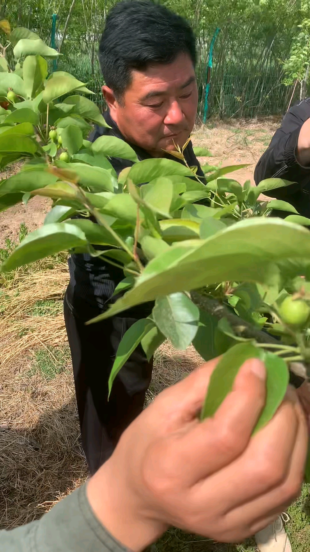 梨树鸡爪枝是如何形成的?