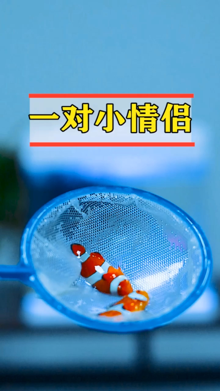 #每日萌宠#小丑鱼也要过七夕节!