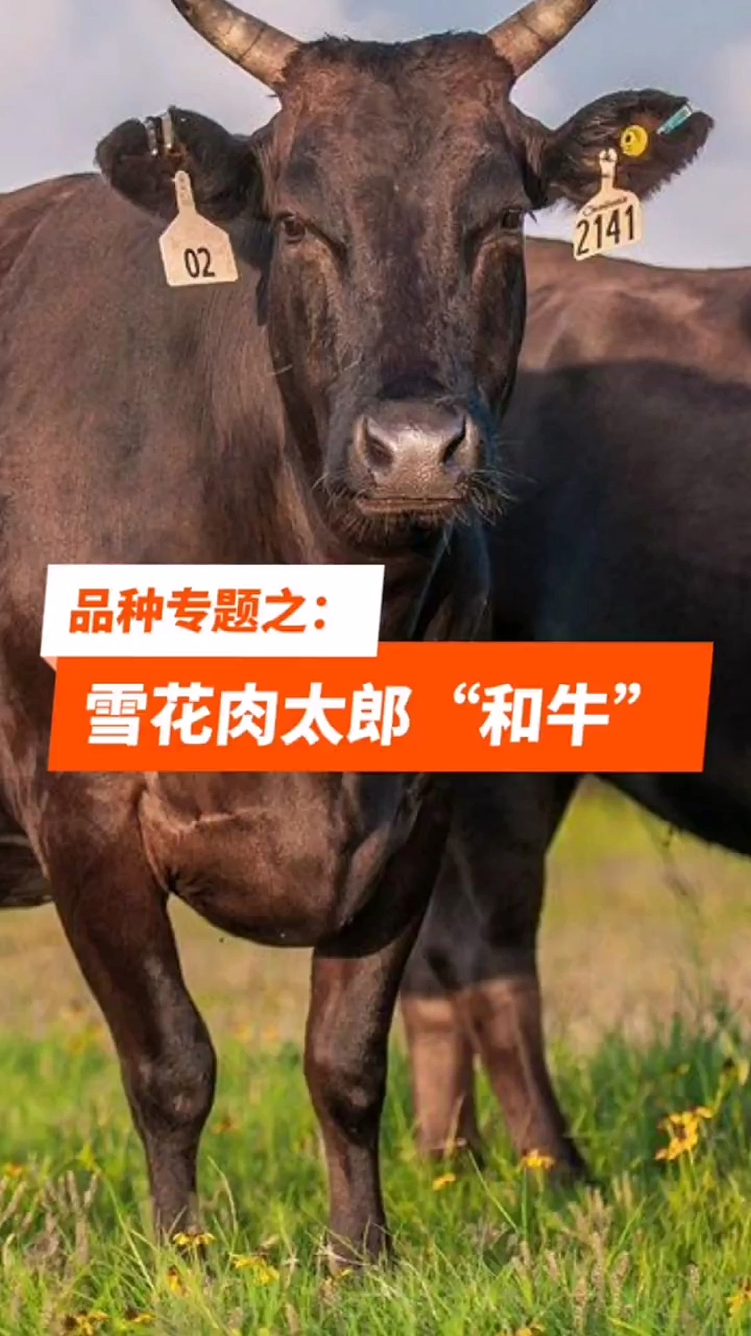 肉牛养殖品种和牛