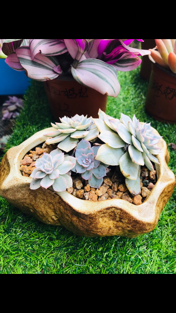 皮氏锦整群小老桩