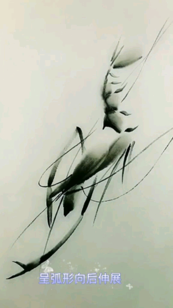 #中国画#超慢动作教你画虾