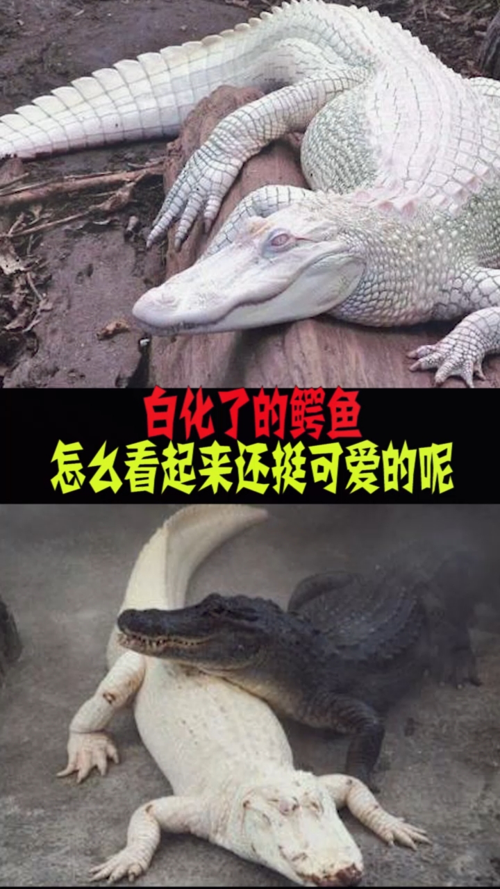 #知识来了#白化了的鳄鱼怎么看起来还有一点可爱呢?