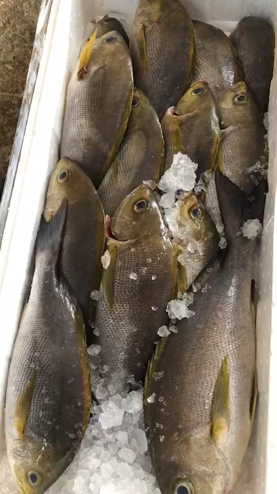 黄鸡,伊佐木,黄鸡鱼