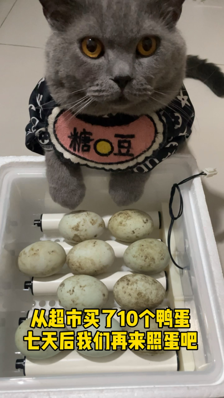 #小小爱宠萌化你#超市买的鸭蛋可以孵出小鸭吗?我相信很多人回答是,不能,糖豆想做个试验七天